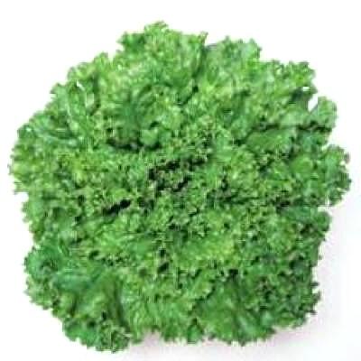 野菜の種/種子 グリーンジャケット・リーフレタス 130粒（メール便発送