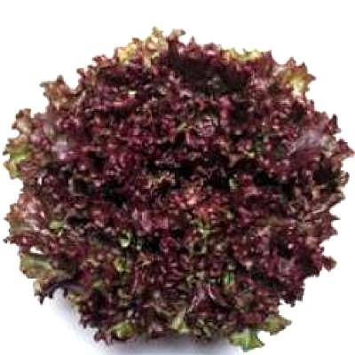 野菜の種 種子 レッドファルダー リーフレタス 5000粒 大袋 タキイ種苗 Vg ベジタブルガーデン ハラダ 通販 Yahoo ショッピング