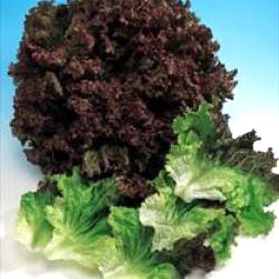 野菜の種/種子 サマーサージ・リーフレタス ペレット 5000粒（大袋