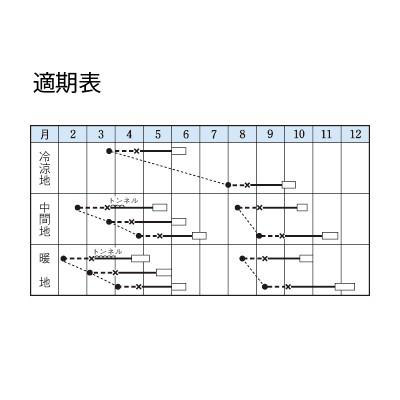 野菜の種/種子 晩抽レッドファイヤー・リーフレタス 5000粒（大袋