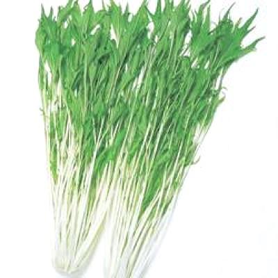 野菜の種/種子 京しぐれ・水菜 20ml（メール便発送）タキイ種苗