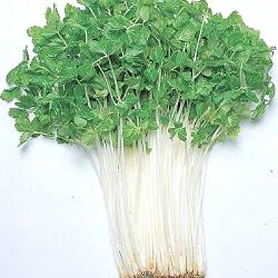 野菜の種 種子 完全送料無料 4年保証 ミニホワイト セルリー セロリ 1.8ml セロリー メール便発送 タキイ種苗