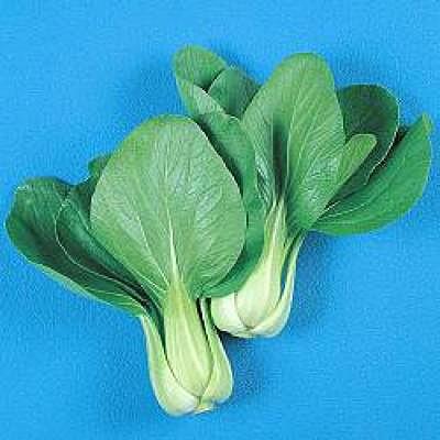野菜の種/種子 チンゲンサイ（青梗菜）・中国野菜 1dl（メール便発送