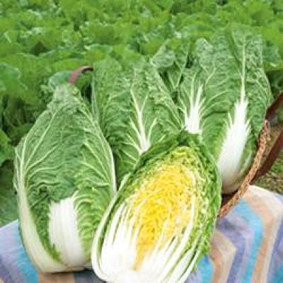 野菜の種/種子 CRお黄にいり・ハクサイ・白菜 5000粒（大袋）タキイ種苗