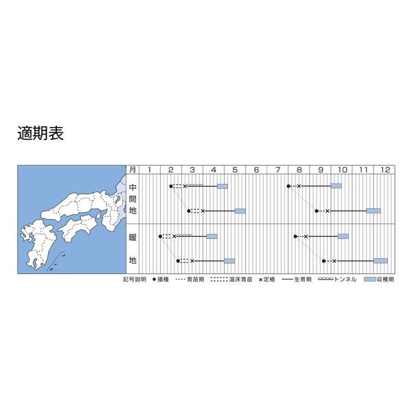 野菜の種/種子 CRお黄にいり・ハクサイ・白菜 5000粒（大袋）タキイ種苗の画像