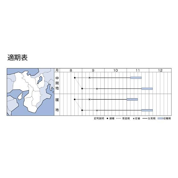 野菜の種/種子 晴黄65・ハクサイ・白菜 5000粒（大袋）タキイ種苗｜vg-harada｜02