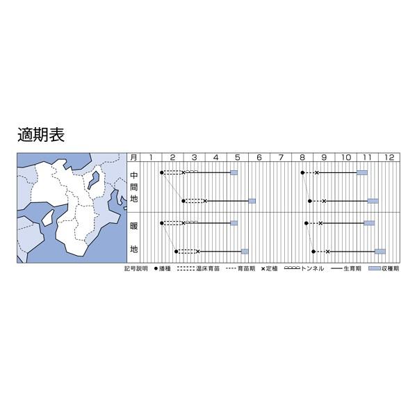 野菜の種/種子 きらぼし65SＰ・ハクサイ・白菜 ペレット種子 5000粒（大袋）タキイ種苗の画像