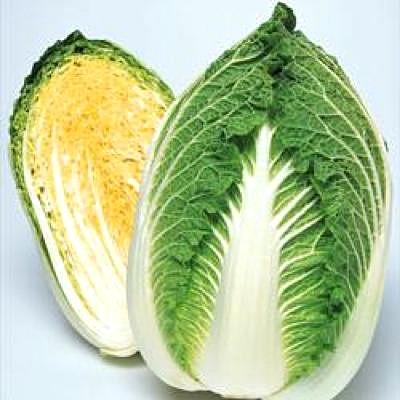野菜の種/種子 黄ごころ90・ハクサイ・白菜 5000粒（大袋）タキイ種苗