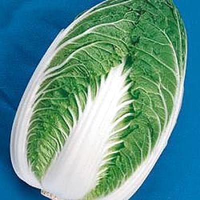野菜の種/種子 耐病六十日・ハクサイ・白菜 ペレット種子 150粒