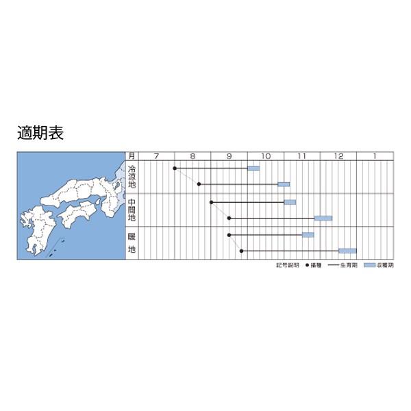 野菜の種/種子 秋の翼・だいこん ダイコン 2dl（大袋）タキイ種苗の画像