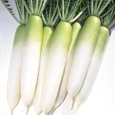 野菜の種/種子 千都・だいこん ダイコン 2dl（大袋）タキイ種苗