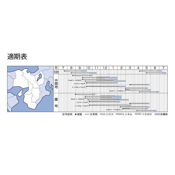 野菜の種/種子 三太郎・だいこん ダイコン 2dl（大袋）タキイ種苗の画像