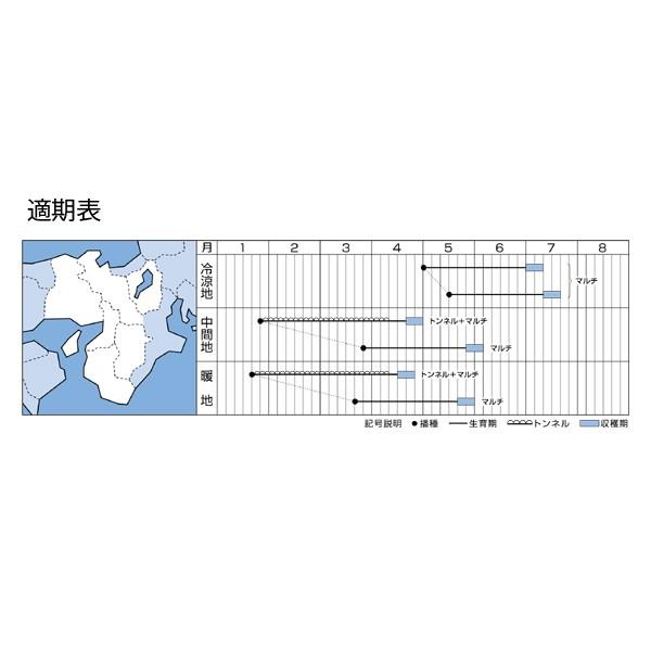 野菜の種/種子 つや風・だいこん ダイコン 2dl（大袋）タキイ種苗の画像