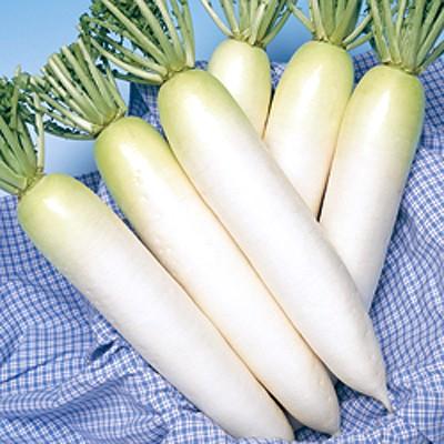 野菜の種/種子 春神楽・だいこん ダイコン 2dl（大袋）タキイ種苗
