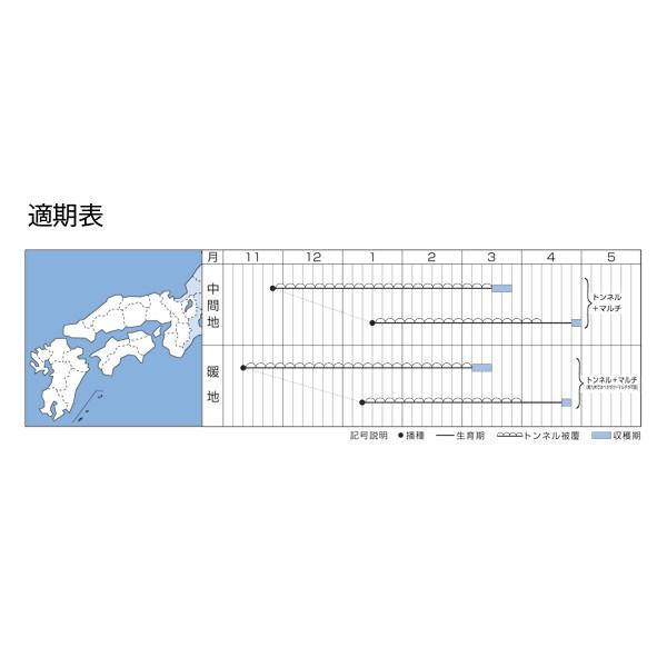 野菜の種/種子 春神楽・だいこん ダイコン 2dl（大袋）タキイ種苗の画像