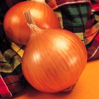 玉ねぎ苗【中生品種、O・K黄2000本】【野菜苗】 楽天市場】o k 黄 タマネギ 苗の通販