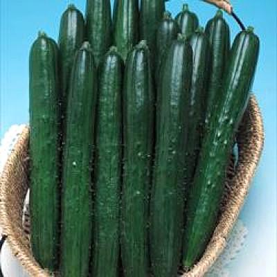 野菜の種/種子 夏ばやし・きゅうり キュウリ 350粒（メール便発送/大袋）タキイ種苗