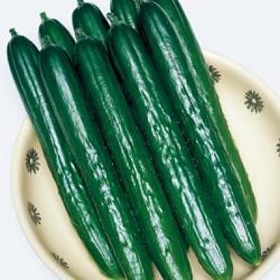 野菜の種 種子 Vアーチ きゅうり キュウリ 350粒 メール便発送 大袋 タキイ種苗