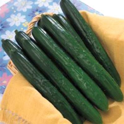 野菜の種/種子 Vロード・きゅうり キュウリ 350粒（メール便発送/大袋