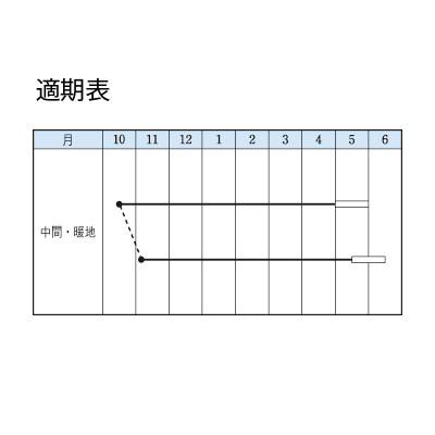 野菜の種/種子 南海緑（農林水産省野菜試験場育成）・えんどう 1L（大袋）タキイ種苗の画像