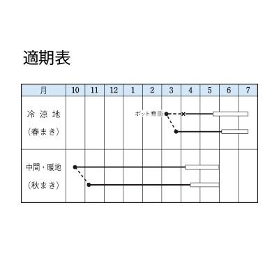 野菜の種/種子 矮性赤花絹莢・きぬさやえんどう 1L（大袋）タキイ種苗の画像