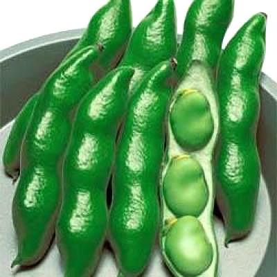 野菜の種/種子 仁徳一寸・そら豆 1L（大袋）タキイ種苗 : ベジタブル
