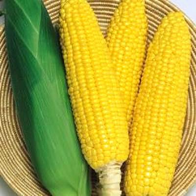 野菜の種/種子 おひさまコーン88・とうもろこし 2000粒（大袋）タキイ