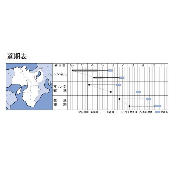 野菜の種/種子 おひさまコーン88・とうもろこし 2000粒（大袋）タキイ