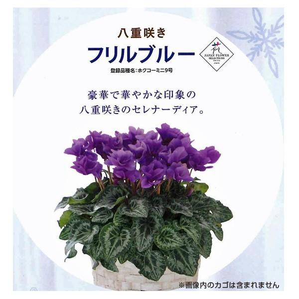 数量限定！送料無料　花の苗　セレナーディア　フリルブルー　5号花鉢 1ポット サントリー