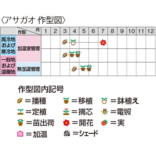 花の種（営利用）アサガオ 朝顔 暁の混合 1000粒 プライマックス種子