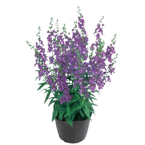 花の種 営利用 アンゲロニア セレナ ブルー 250粒 ペレット種子 サカタのタネ 種苗 メール便発送 Vg ベジタブルガーデン ハラダ 通販 Yahoo ショッピング