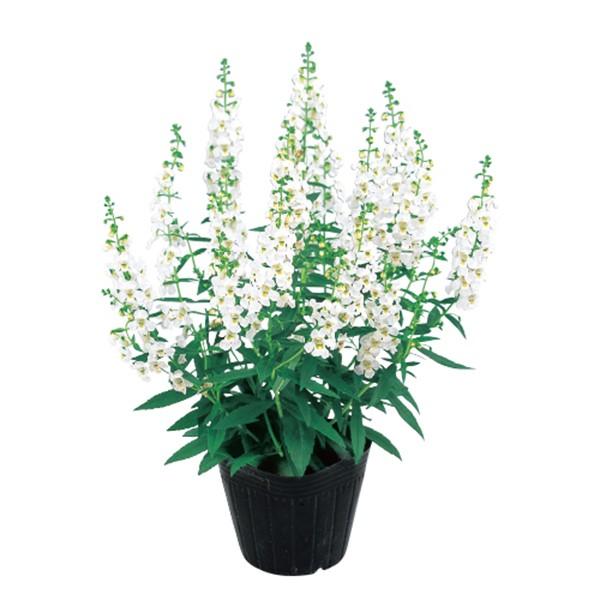花の種（営利用）アンゲロニア セレナ ホワイト 250粒 ペレット種子 サカタのタネ 種苗（メール便発送）｜vg-harada