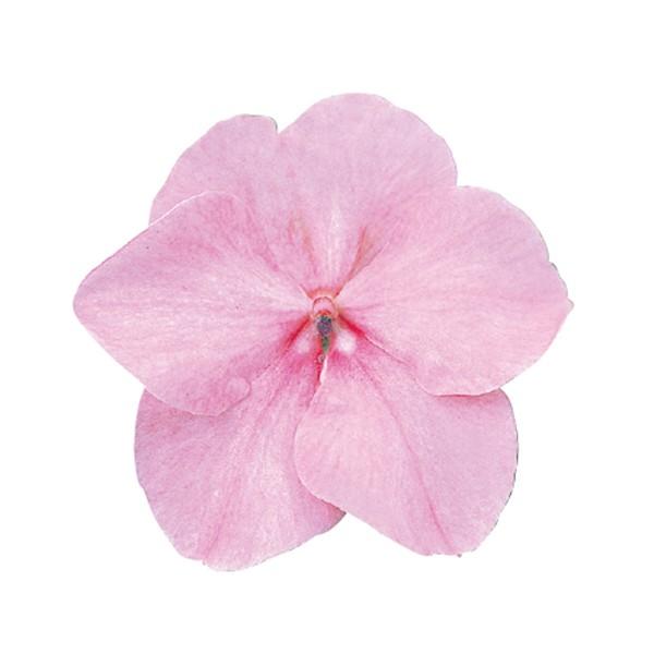 花の種（営利用）インパチェンス アフリカホウセンカ スーパーエルフィンXP ピンク 500粒 サカタのタネ 種苗（メール便発送）｜vg-harada