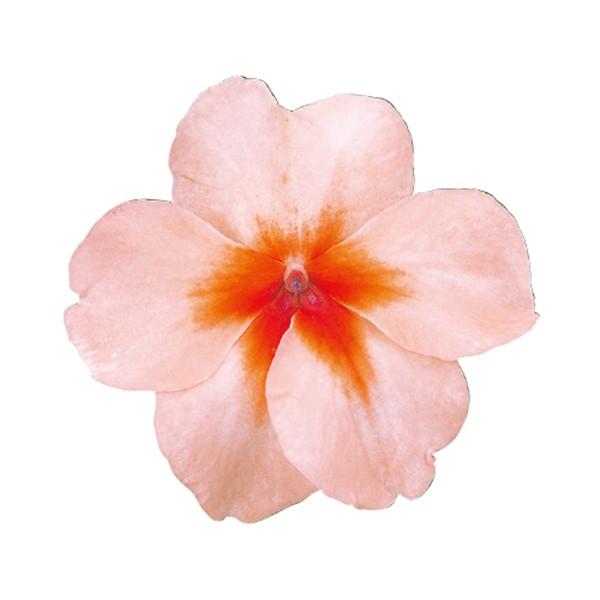 花の種 営利用 インパチェンス アフリカホウセンカ スーパーエルフィンxp サーモンスプラッシュ 500粒 サカタのタネ 種苗 メール便発送 Vg ベジタブルガーデン ハラダ 通販 Yahoo ショッピング