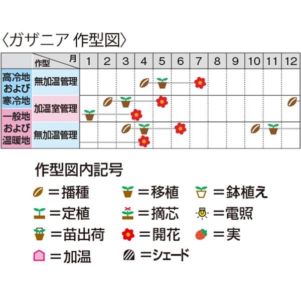 花の種（営利用）ガザニア クンショウギク ニューデイ クリアオレンジ