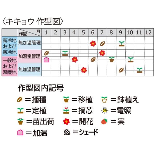 花の種（営利用）キキョウ 桔梗 アストラ ピンク 1000粒 サカタのタネ