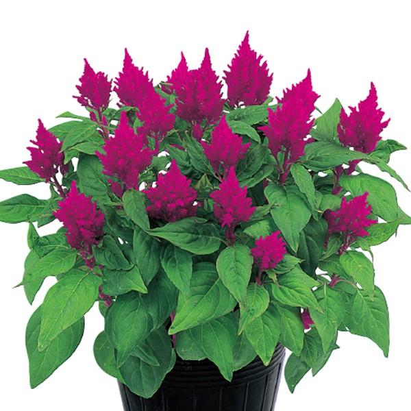 高評価の贈り物 花の種 営利用 ケイトウ セロシア きもの ローズ 10ml フィルムコート種子 サカタのタネ 種苗 メール便発送