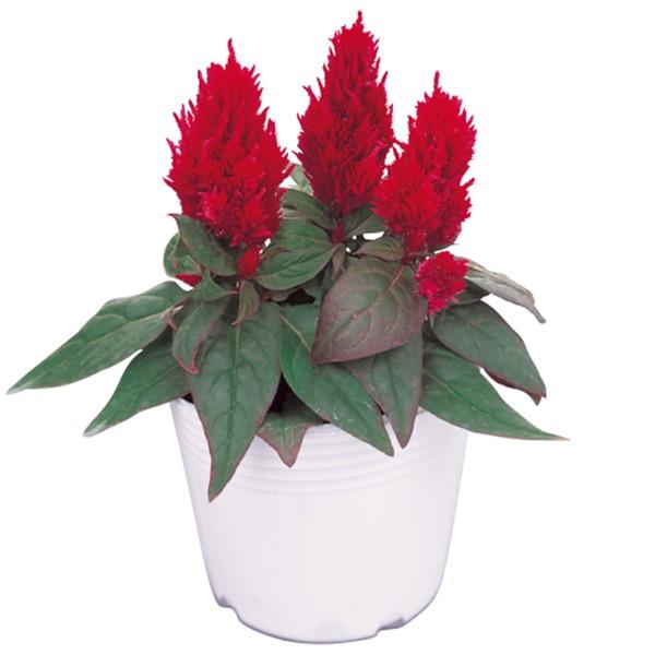 660円 お買得 花の種 営利用 ケイトウ セロシア ゆかた レッド 銅葉 1000粒 サカタのタネ 種苗 メール便発送