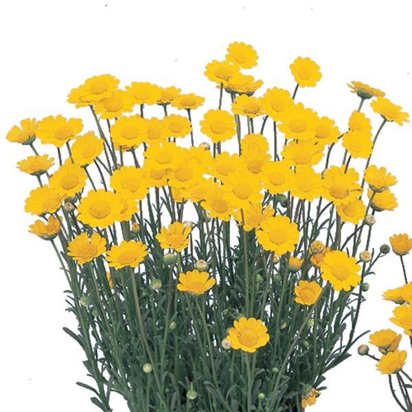 花の種（営利用）クリサンセマム アップライト イエロー 10ml サカタのタネ 種苗（メール便発送）