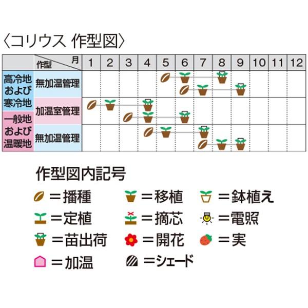 花の種（営利用）コリウス キンランジソ ゴリラ(R) レッド 500粒 ペレット種子 サカタのタネ 種苗（メール便発送）の画像