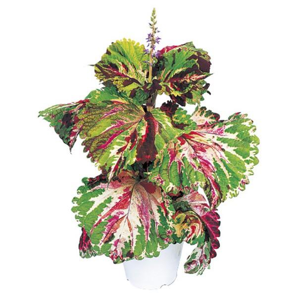 花の種（営利用）コリウス キンランジソ ゴリラ(R) モザイク 500粒 ペレット種子 サカタのタネ 種苗（メール便発送）