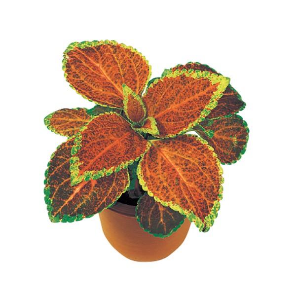花の種（営利用）コリウス キンランジソ ハイウェイ オレンジ 1ml サカタのタネ 種苗（メール便発送）