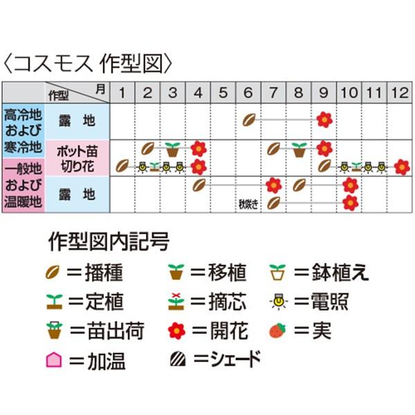 花の種（営利用）コスモス キャンパス オレンジ 1dl サカタのタネ 種苗