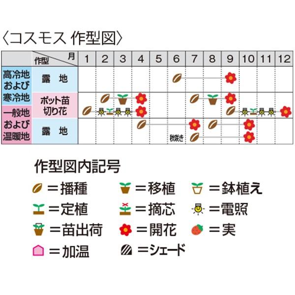 花の種（営利用）コスモス スーパービッキー ミックス 1l サカタのタネ 種苗の画像