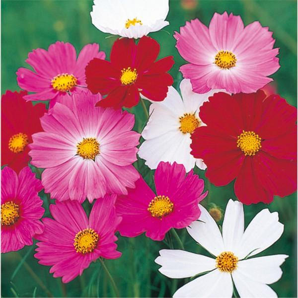 花の種（営利用）コスモス センセーション ミックス 1l サカタのタネ 種苗