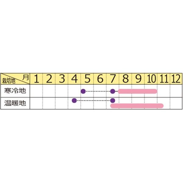 花の種（営利用）コスモス 美色混合 1l サカタのタネ 種苗の画像