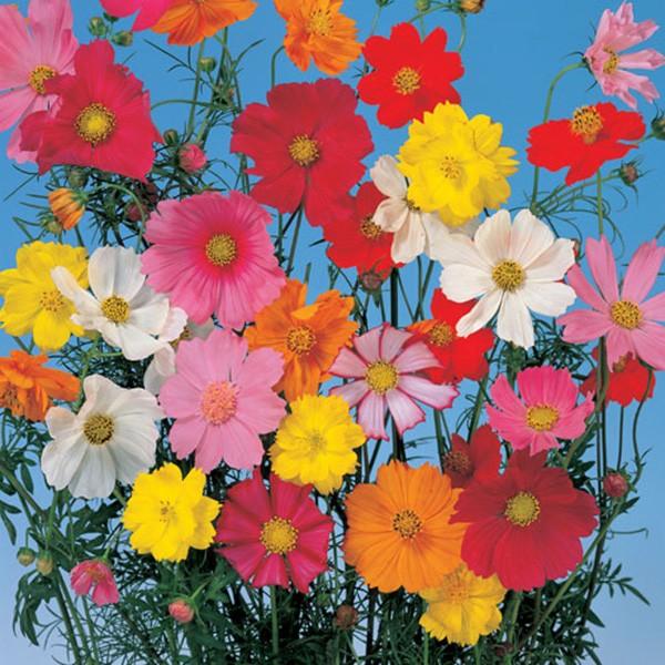 花の種（営利用）コスモス パレード 特選混合 1l サカタのタネ 種苗