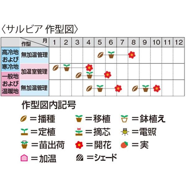 花の種（営利用）サルビア シズラー レッド 1dl サカタのタネ 種苗（メール便発送）の画像