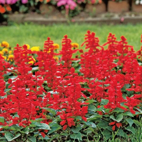 花の種（営利用）サルビア リトルタンゴ 1dl サカタのタネ 種苗（メール便発送）