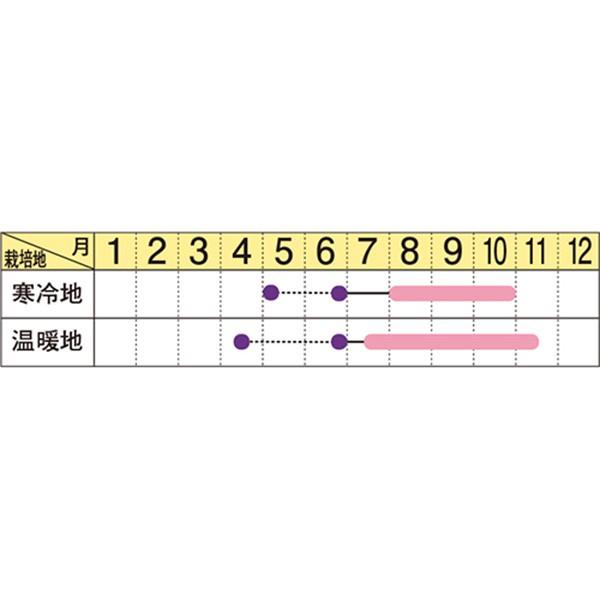 花の種（営利用）サルビア ホットジャズスペシャル 1dl サカタのタネ 種苗（メール便発送）の画像